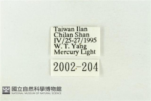 棍棒污燈蛾藏品圖，第3張