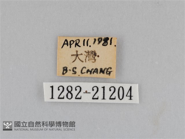 江崎波眼蝶藏品圖，第3張