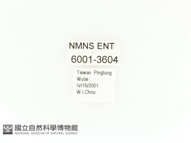 臺灣角金龜藏品圖，第2張