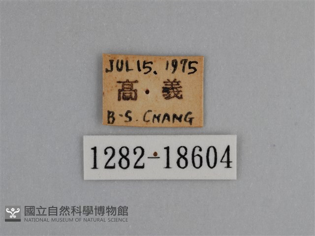 豔粉蝶藏品圖，第3張