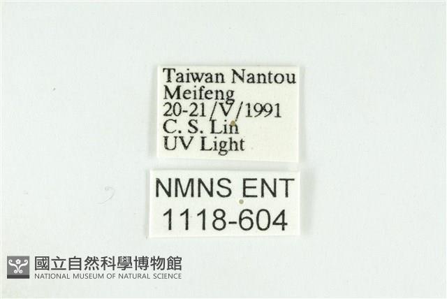 寬紋黃毒蛾藏品圖，第3張