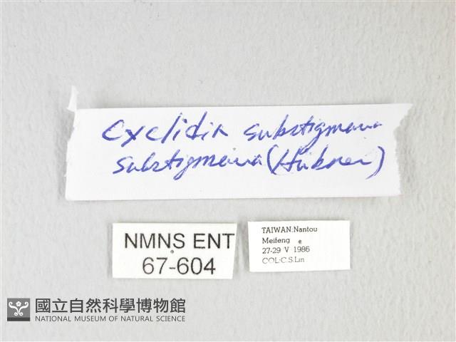 圓翅大鉤蛾藏品圖，第3張