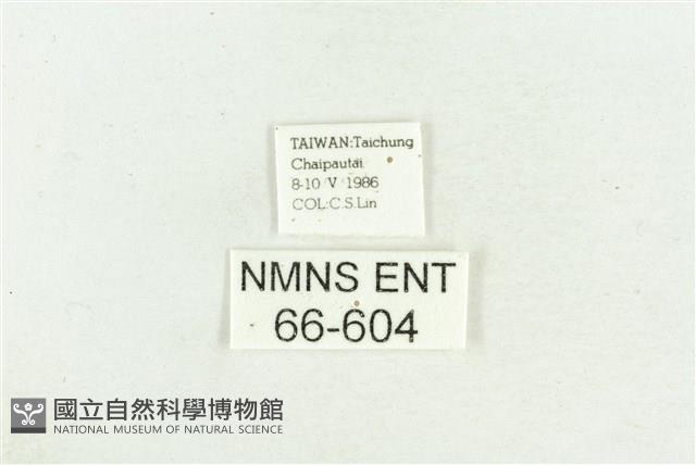 臺灣斑蕊夜蛾藏品圖，第3張