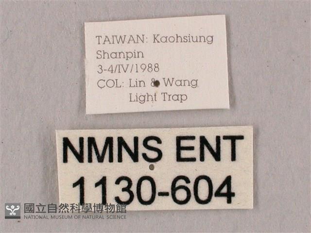 直翅六點天蛾藏品圖，第3張