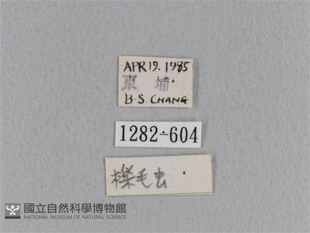 大褐斑枯葉蛾藏品圖，第3張