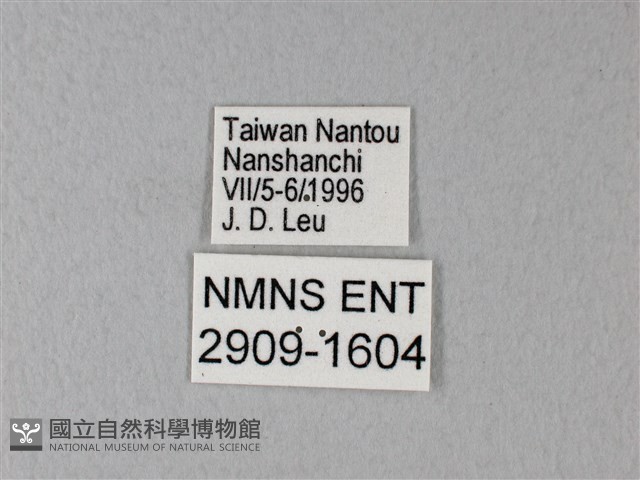 異粉蝶、雌白黃蝶藏品圖，第3張