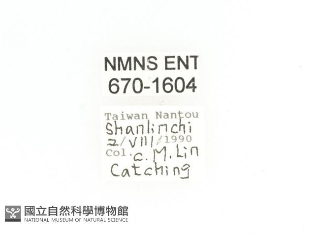 寶島細腳騷金龜藏品圖，第2張