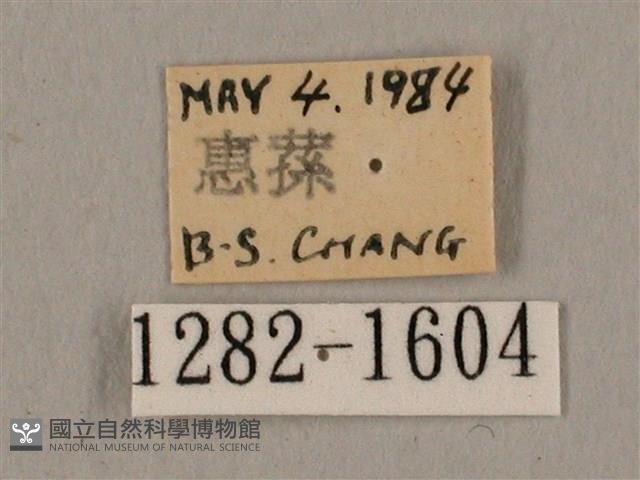 廣東鷹翅天蛾藏品圖，第3張