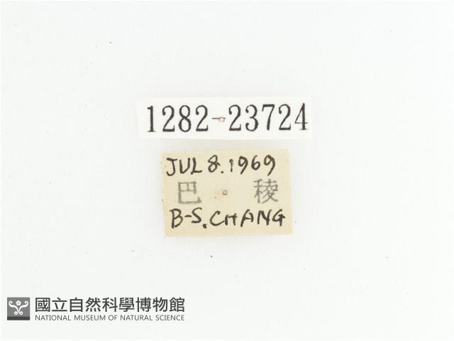 黃斑陷紋金龜藏品圖，第2張