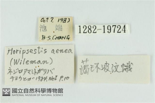 藹環波紋蛾藏品圖，第3張