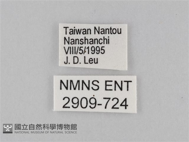 小波眼蝶藏品圖，第3張