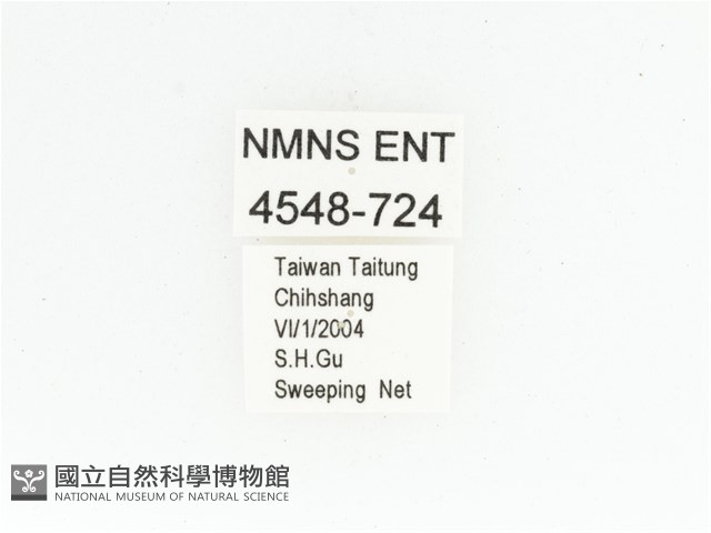 金艷騷金龜藏品圖，第2張