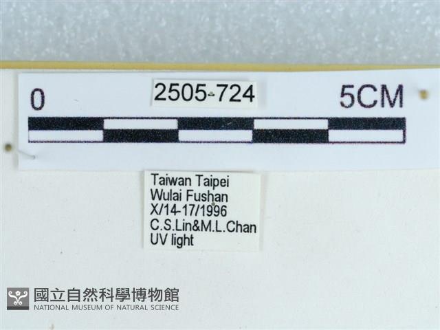 粉蝶燈蛾藏品圖，第3張