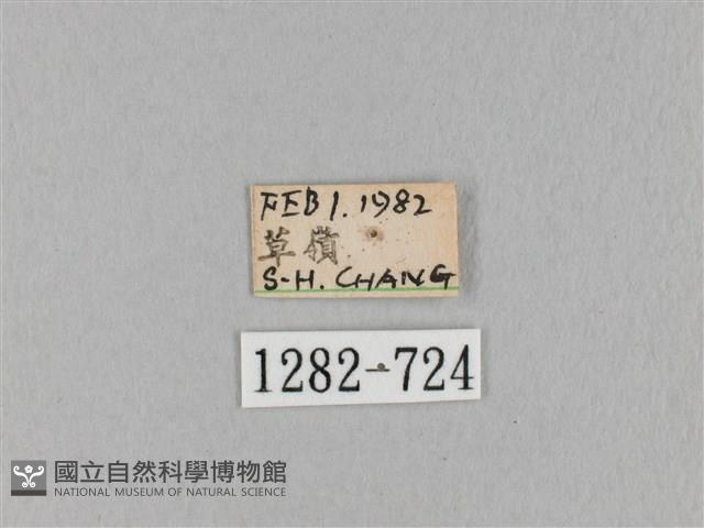 淡紋斜帶枯葉蛾藏品圖，第3張