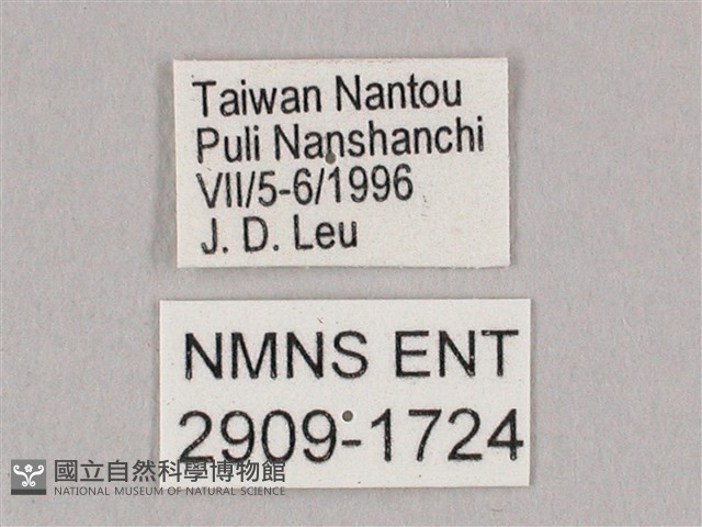 栗六點天蛾藏品圖，第3張