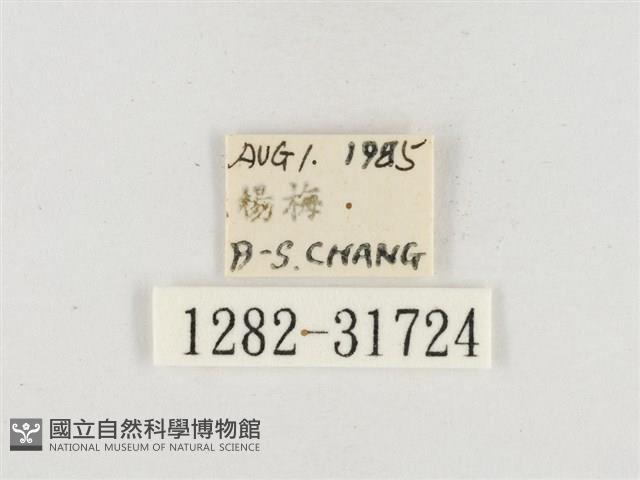 小白紋毒蛾藏品圖，第3張