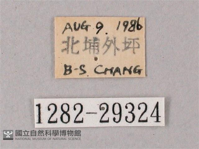 臺灣白肩天蛾藏品圖，第3張