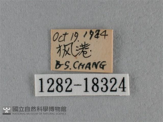 細灰蝶藏品圖，第3張