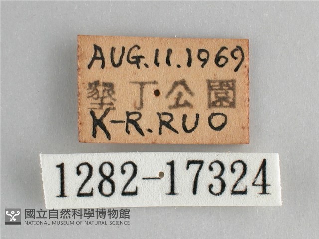 鱗紋眼蛺蝶藏品圖，第3張