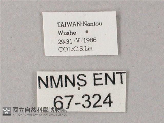 藏斜紋天蛾藏品圖，第3張