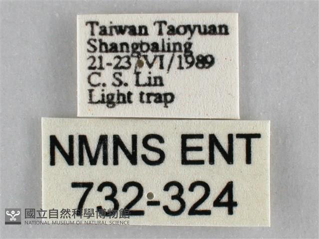 枯葉尺蛾藏品圖，第3張