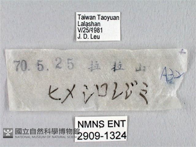 瓏灰蝶藏品圖，第3張