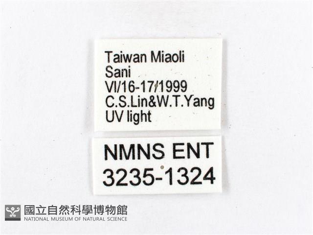 木毒蛾藏品圖，第3張