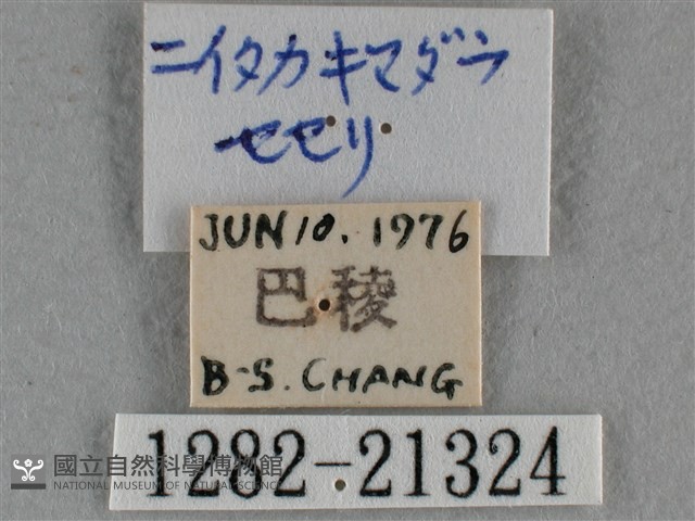 臺灣赭弄蝶藏品圖，第3張