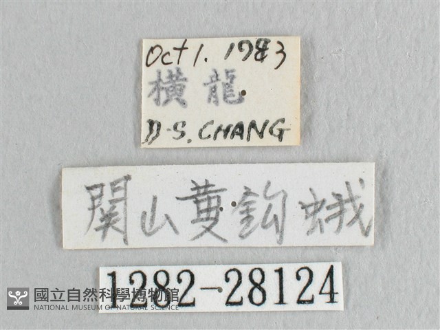 彎黑黃鉤蛾藏品圖，第3張