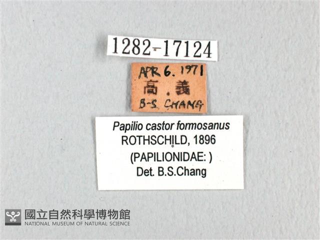 無尾白紋鳳蝶藏品圖，第3張