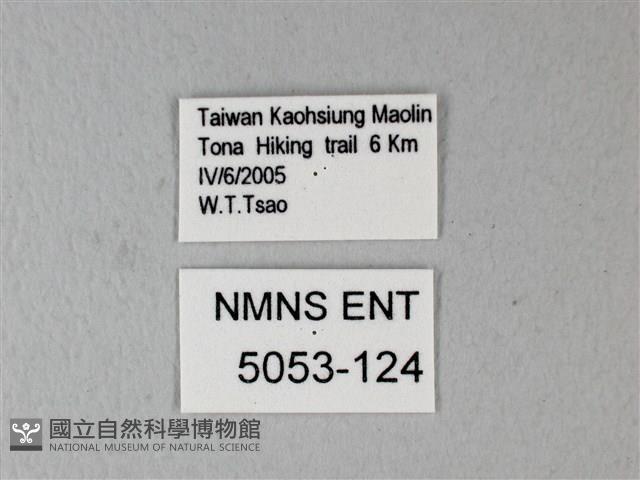 松村氏淺翅鳳蛾藏品圖，第3張