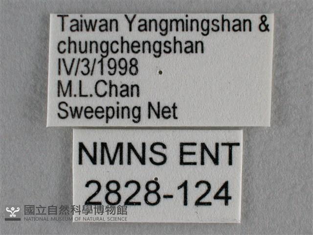 紫日灰蝶藏品圖，第3張