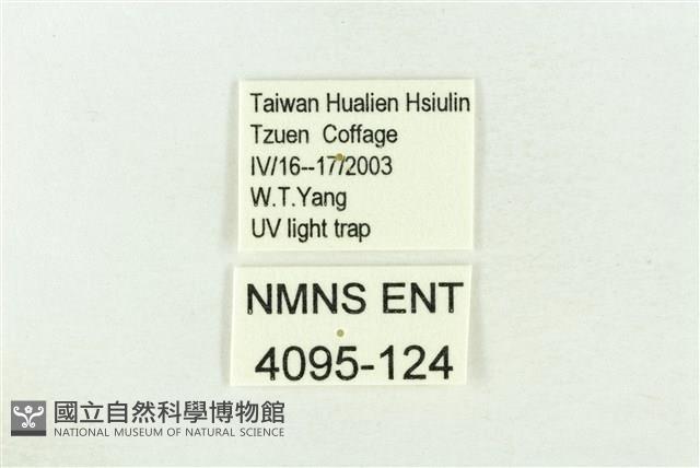 棍棒污燈蛾藏品圖，第3張