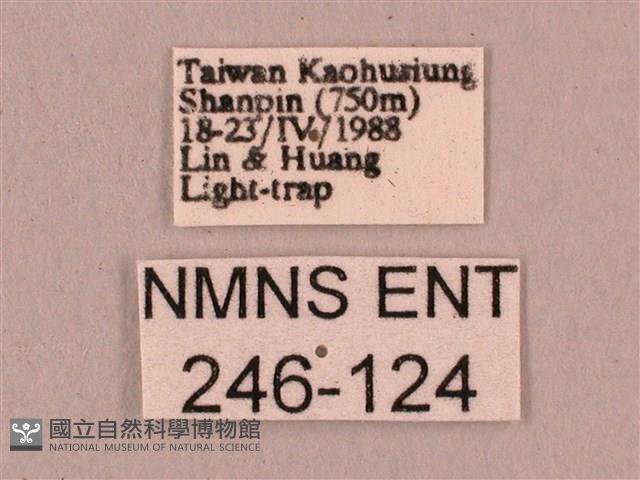 直翅六點天蛾藏品圖，第3張