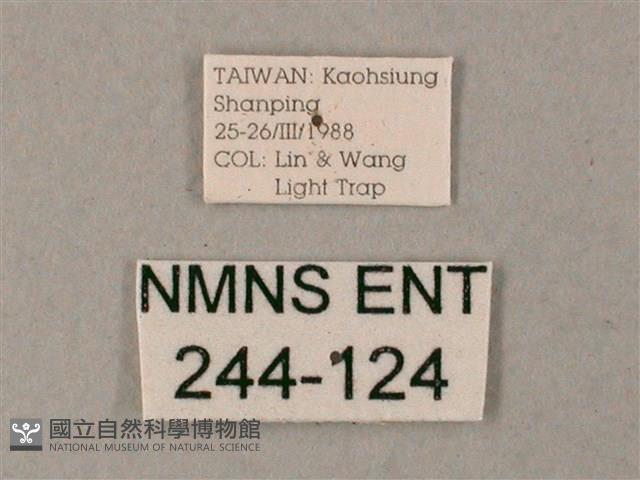 臺灣白肩天蛾藏品圖，第3張