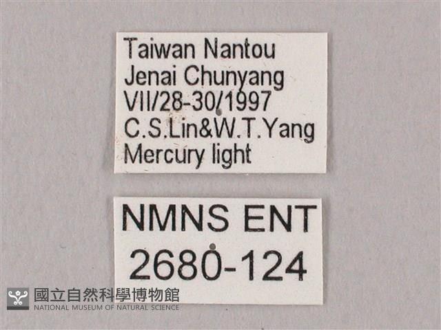 栗六點天蛾藏品圖，第3張