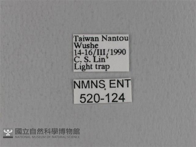 青枯葉蛾藏品圖，第3張