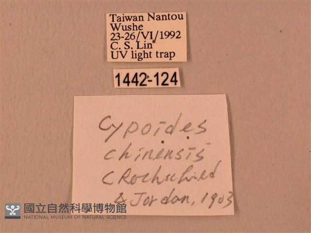 楓天蛾藏品圖，第3張