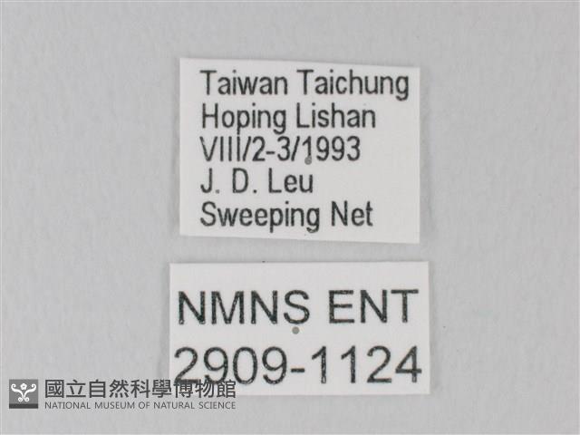 白絹粉蝶藏品圖，第3張