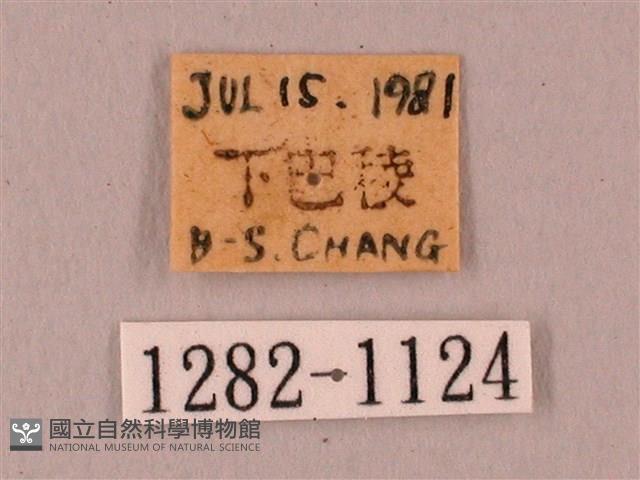 栗六點天蛾藏品圖，第3張