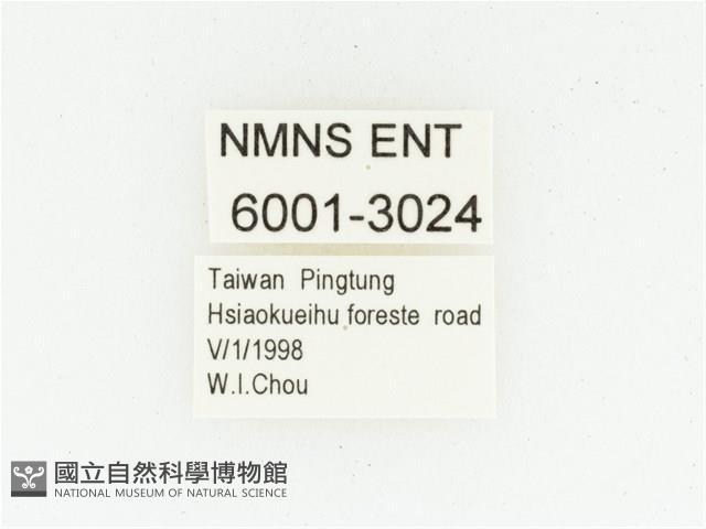 血紅虎斑花金龜藏品圖，第2張