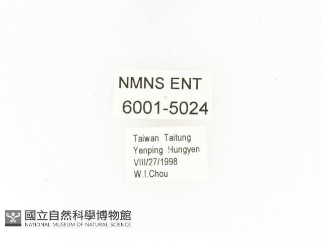 紫艷白點花金龜藏品圖，第2張