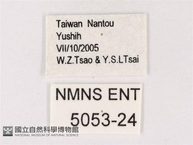閃灰蝶藏品圖，第3張