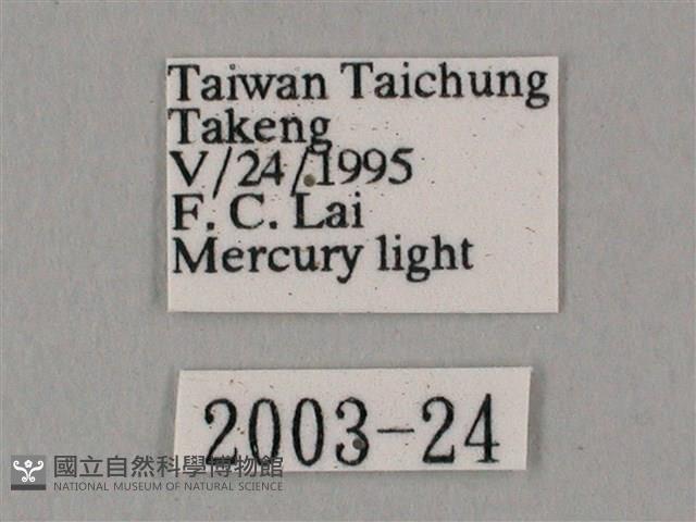 白點天蛾 藏品圖，第3張