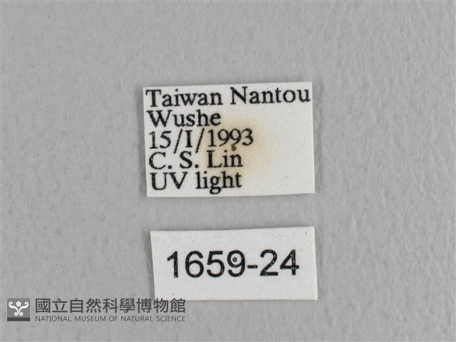 川邊氏枯葉蛾藏品圖，第3張