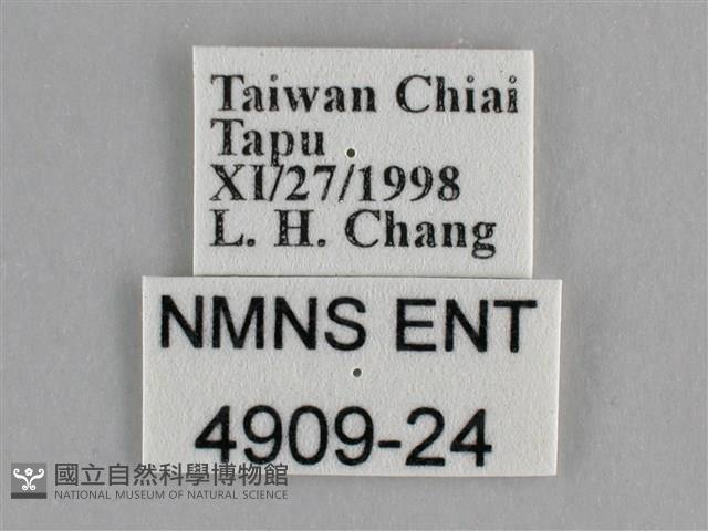 纖粉蝶藏品圖，第3張