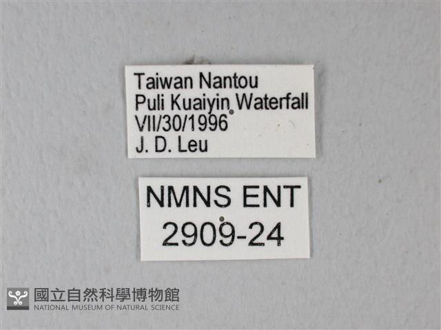 橙端粉蝶、端紅蝶藏品圖，第3張