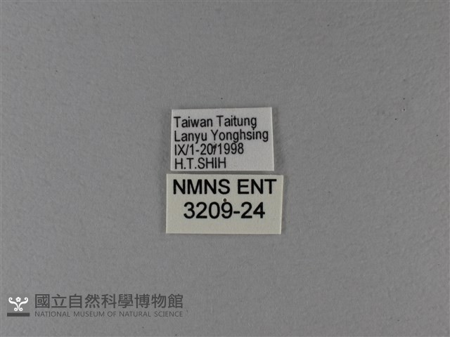 大白斑蝶藏品圖，第3張