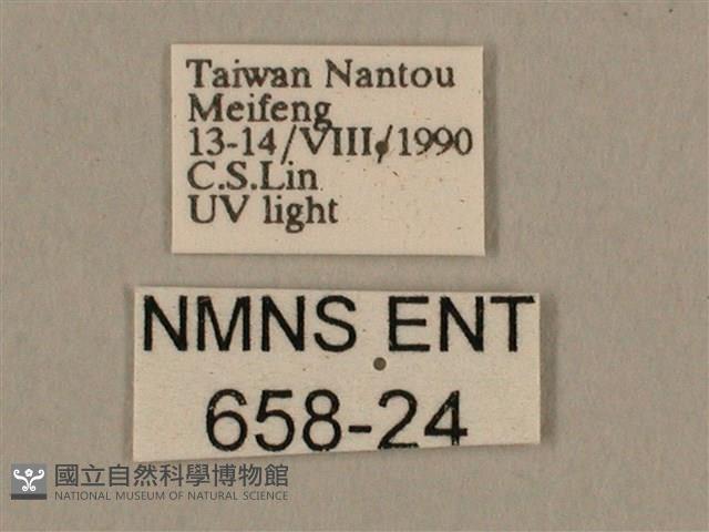 棕綠背線天蛾藏品圖，第3張