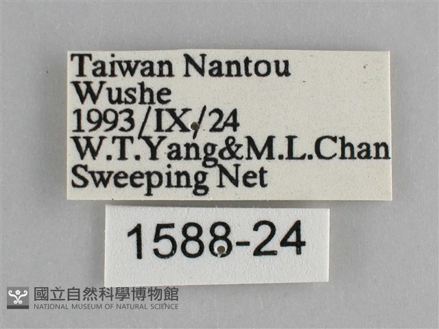 青眼蛺蝶、孔雀青蛺蝶藏品圖，第3張